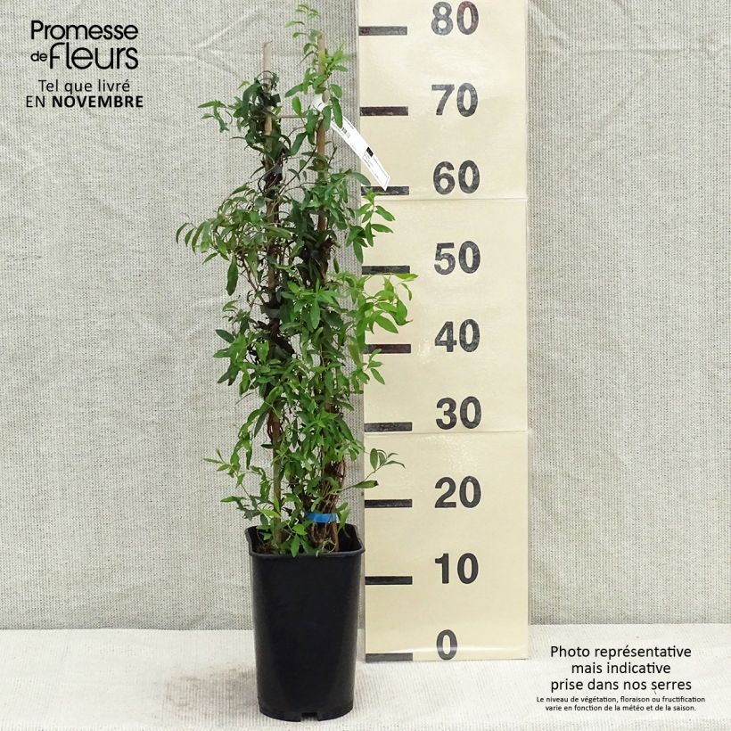 Sollya heterophylla - Billardiera heterophylla 3L/4L pot sample as delivered in autumn