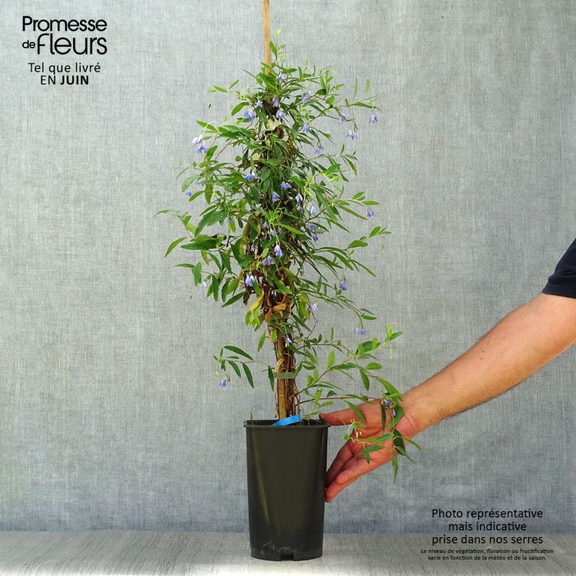 Sollya heterophylla - Billardiera heterophylla 3L/4L pot sample as delivered in summer