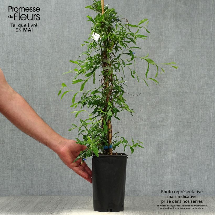 Sollya heterophylla - Billardiera heterophylla 3L/4L pot sample as delivered in spring