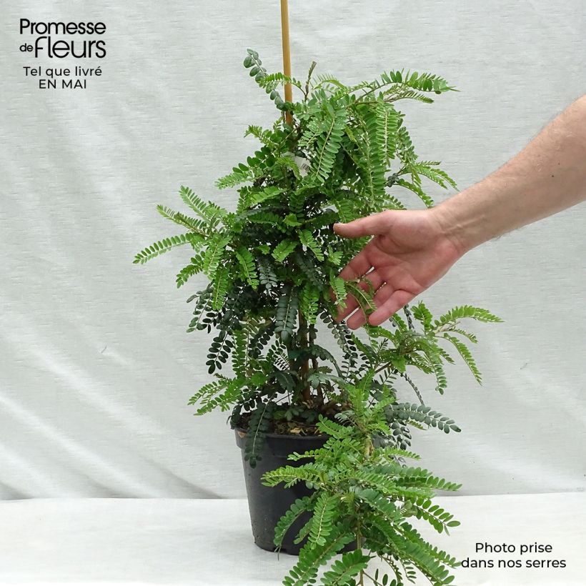 Sophora microphylla Sun King 2L/3L pot sample as delivered in spring