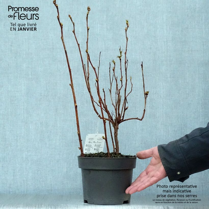 Sorbaria sorbifolia  2L/3L pot sample as delivered in winter