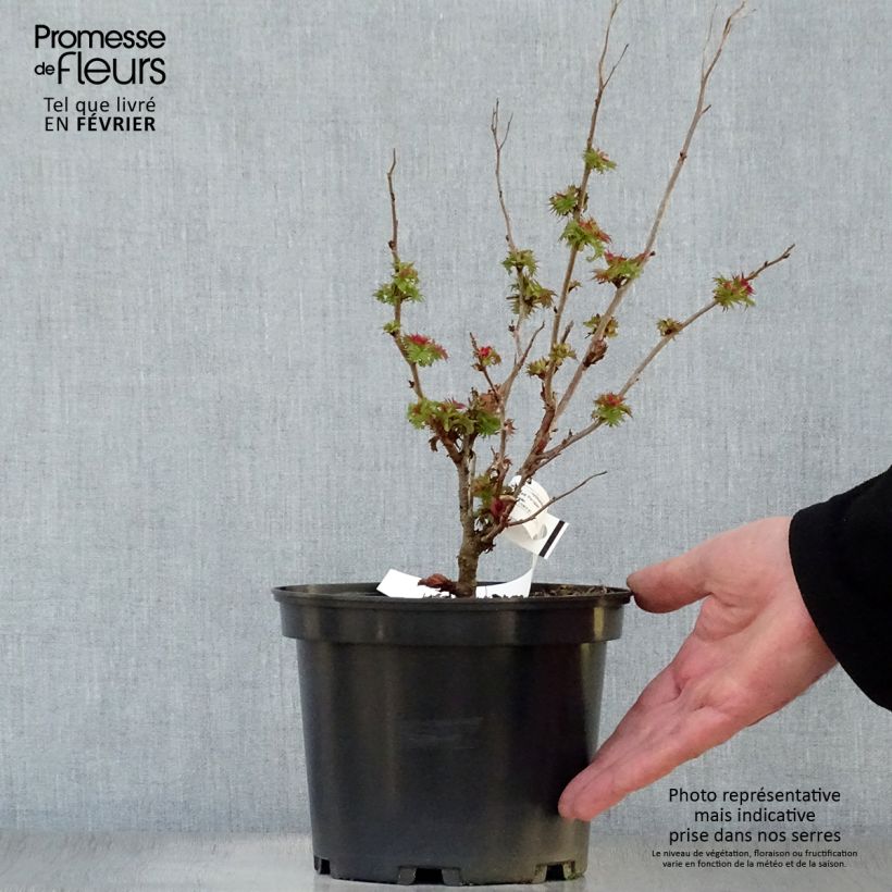 Sorbaria sorbifolia Pink Hopi 2L/3L pot sample as delivered in winter