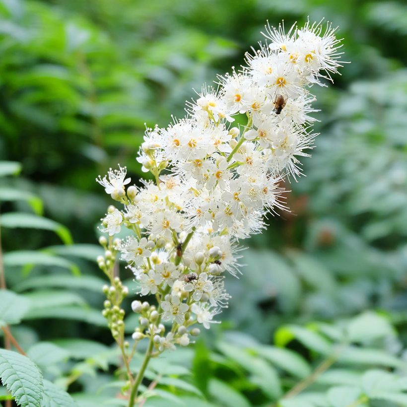 Sorbaria tomentosa subsp. angustifolia Stick & Feathers (Flowering)