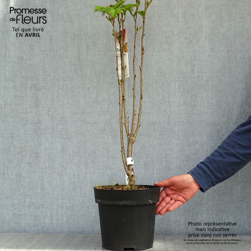 Sorbus aucuparia Autumn Spire 4L/5L pot sample as delivered in spring