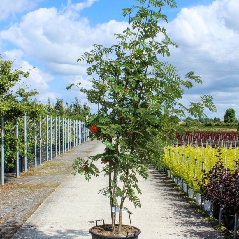 Sorbus aucuparia 70L/75L pot sample as delivered in spring