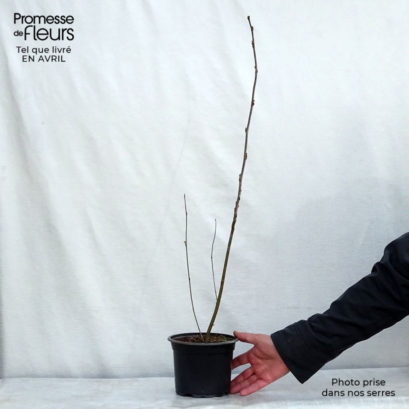 Sorbus aucuparia 2L/3L pot sample as delivered in spring