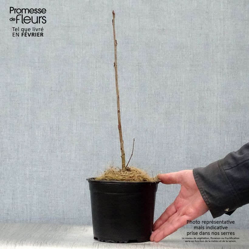 Sorbus aucuparia 2L/3L pot sample as delivered in winter