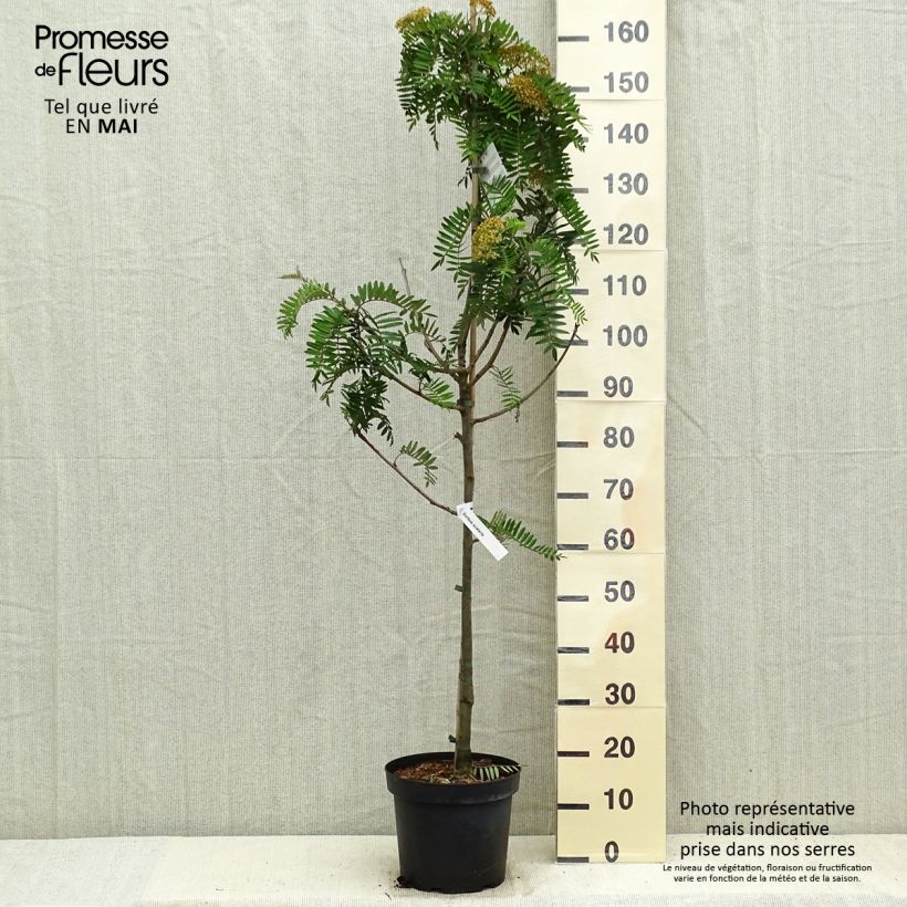 Sorbus scalaris 7.5L/10L pot sample as delivered in spring