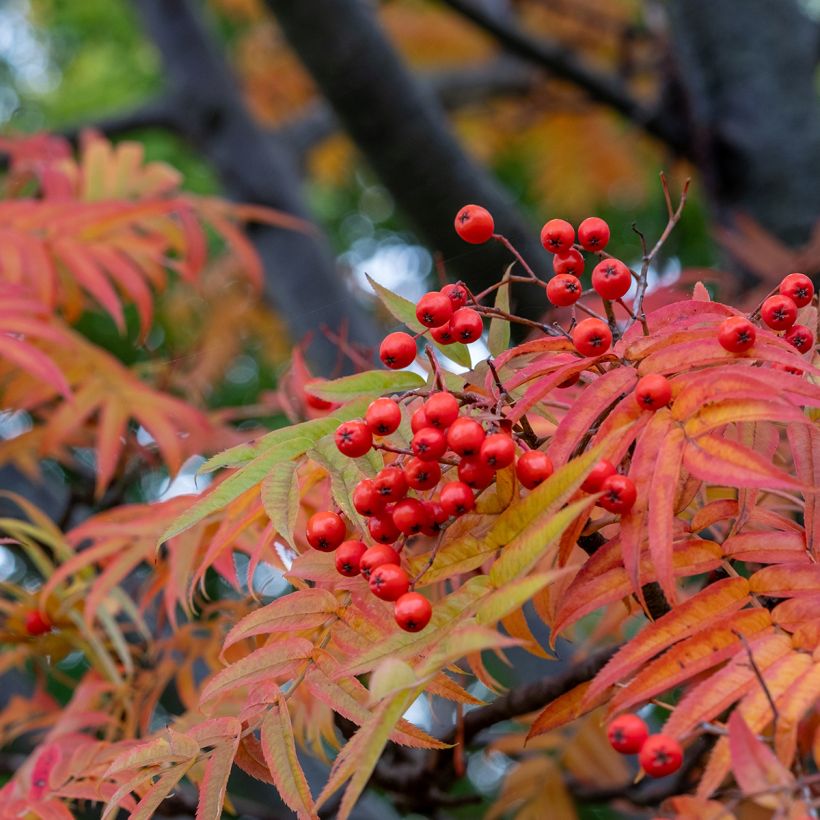 Sorbus wilfordii - Japanese rowan (Foliage)