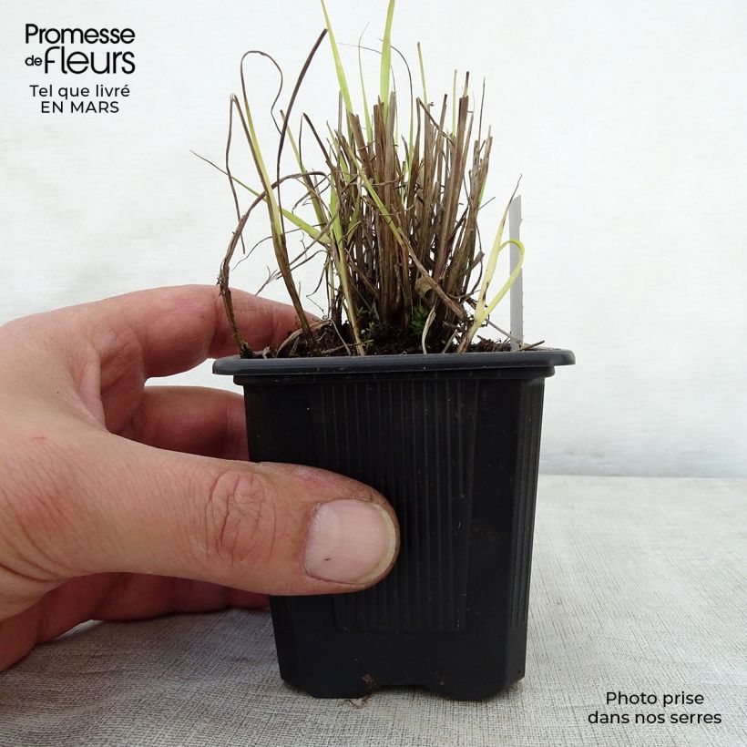 Sorghastrum nutans 8/9 cm pot sample as delivered in spring