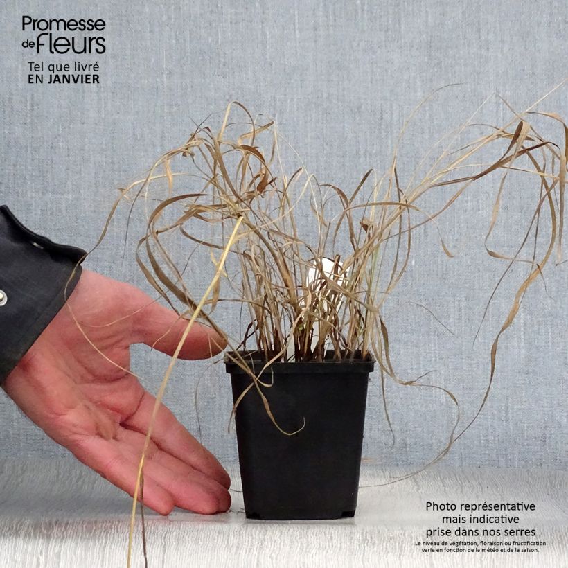 Sorghastrum nutans 8/9 cm pot sample as delivered in winter