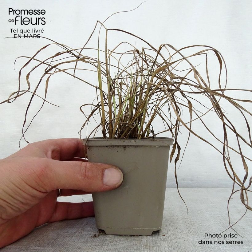 Sorghastrum nutans Sioux Blue 8/9 cm pot sample as delivered in spring