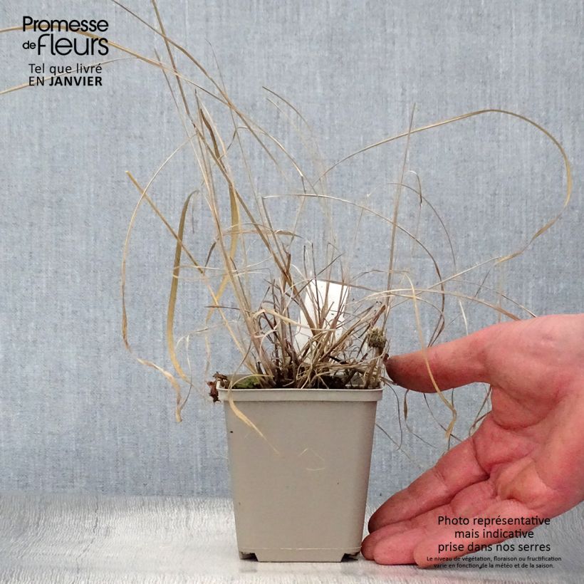 Sorghastrum nutans Sioux Blue 8/9 cm pot sample as delivered in winter