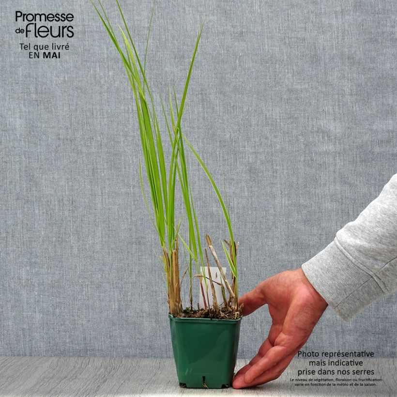 Spartina pectinata Aureomarginata 8/9 cm pot sample as delivered in spring