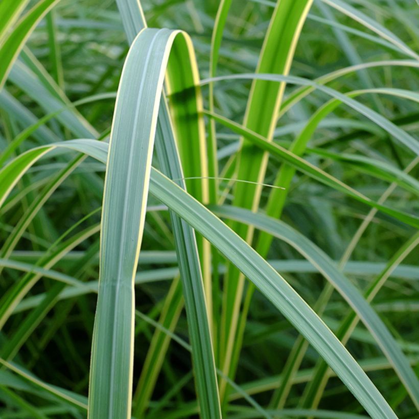 Spartina pectinata Aureomarginata (Foliage)