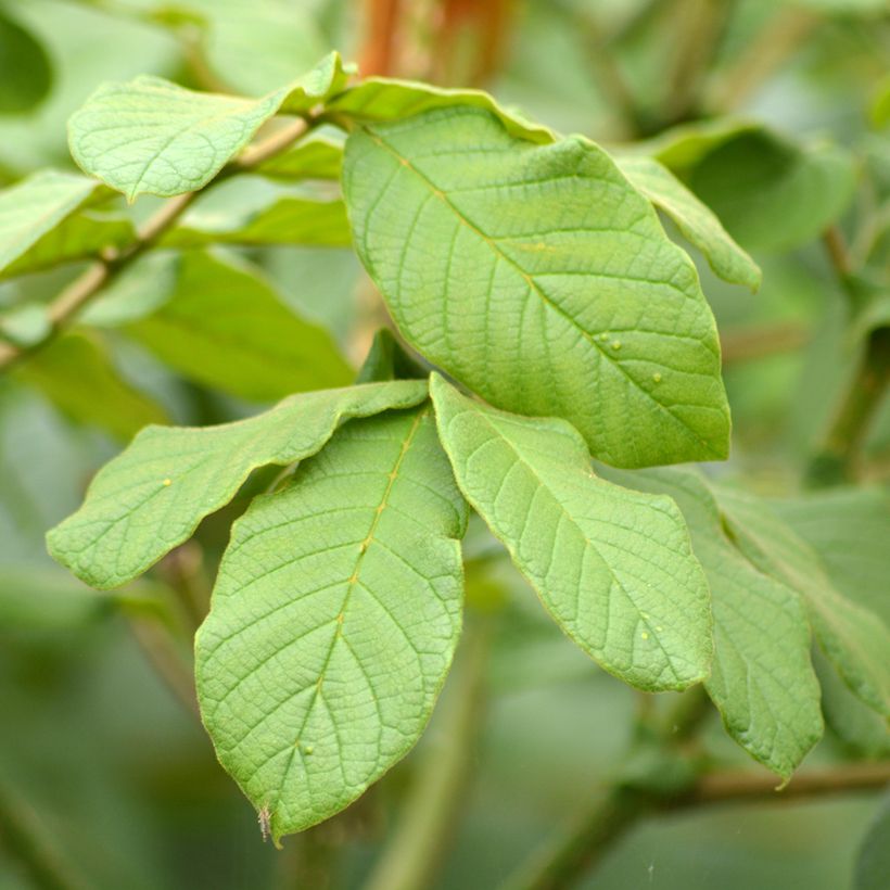 Spathodea campanulata - African tulip tree (Foliage)