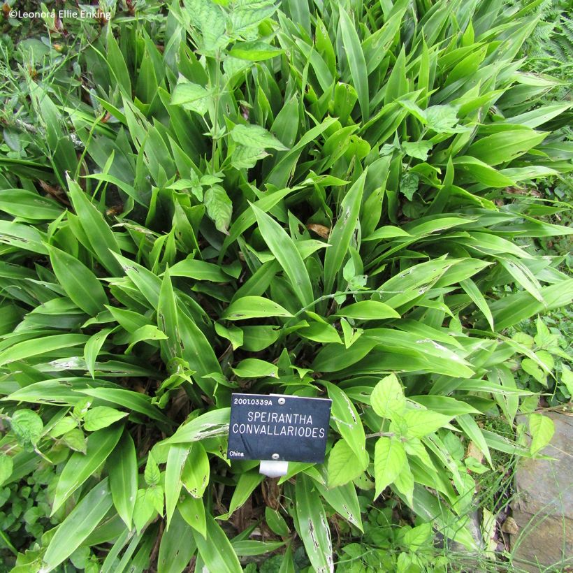 Speirantha convallarioides (Plant habit)