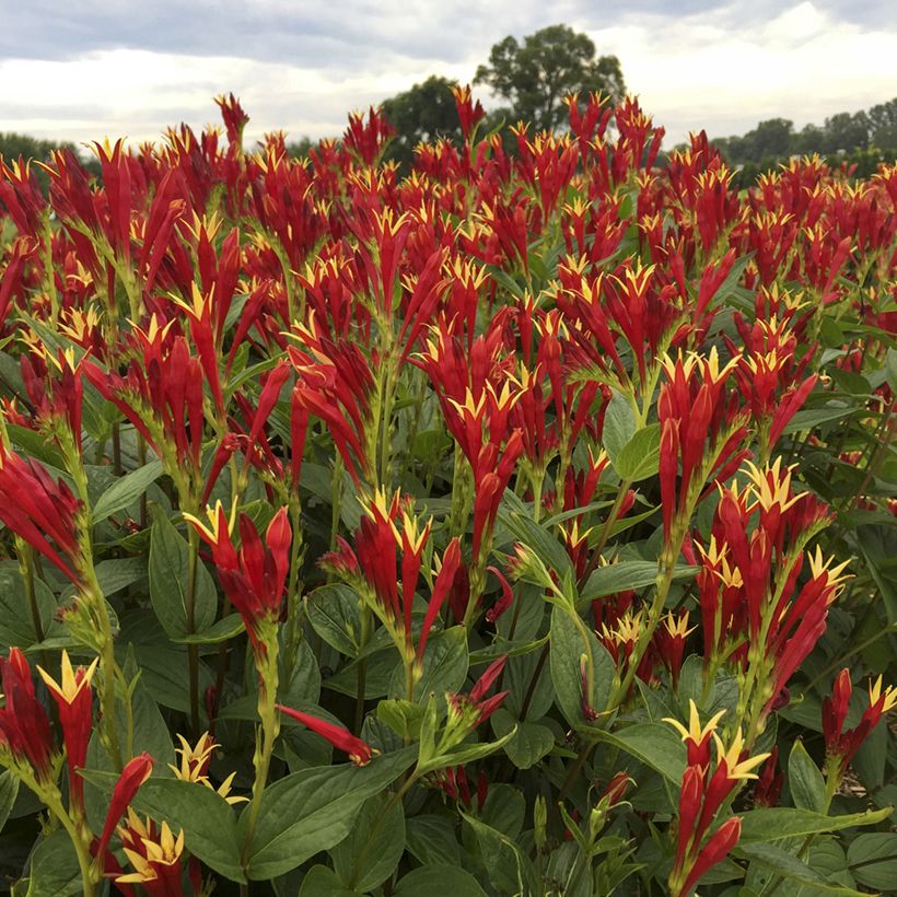 Spigelia marilandica Little Red Head - Indian pink (Flowering)