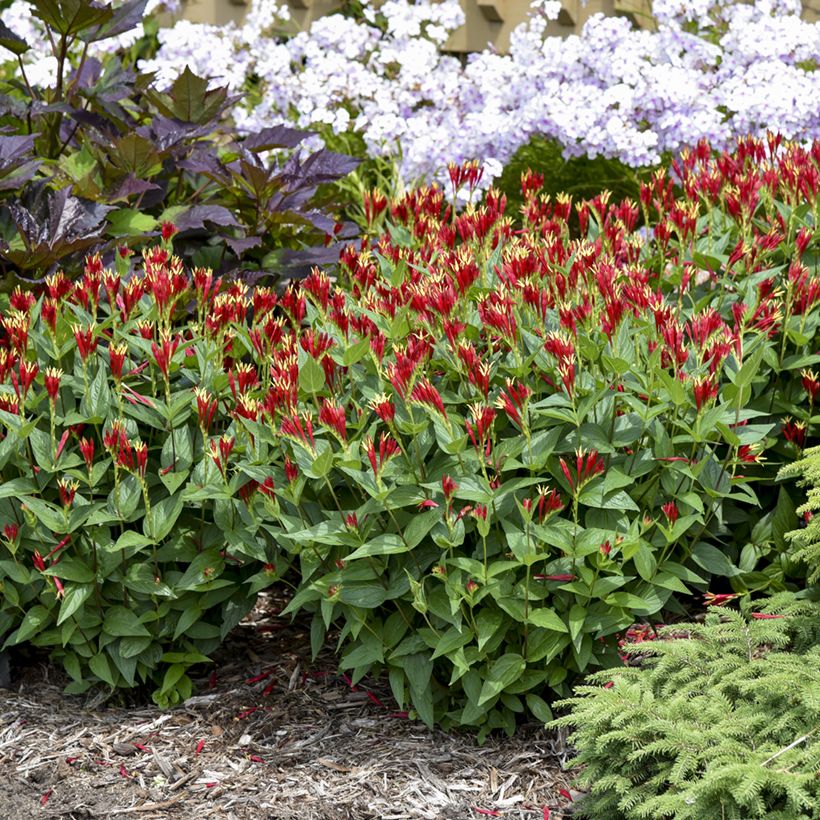 Spigelia marilandica Little Red Head - Indian pink (Plant habit)