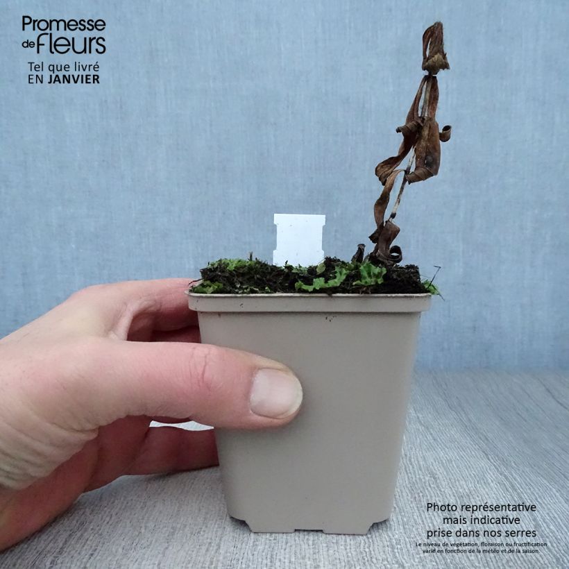 Spigelia marilandica 8/9 cm pot sample as delivered in winter