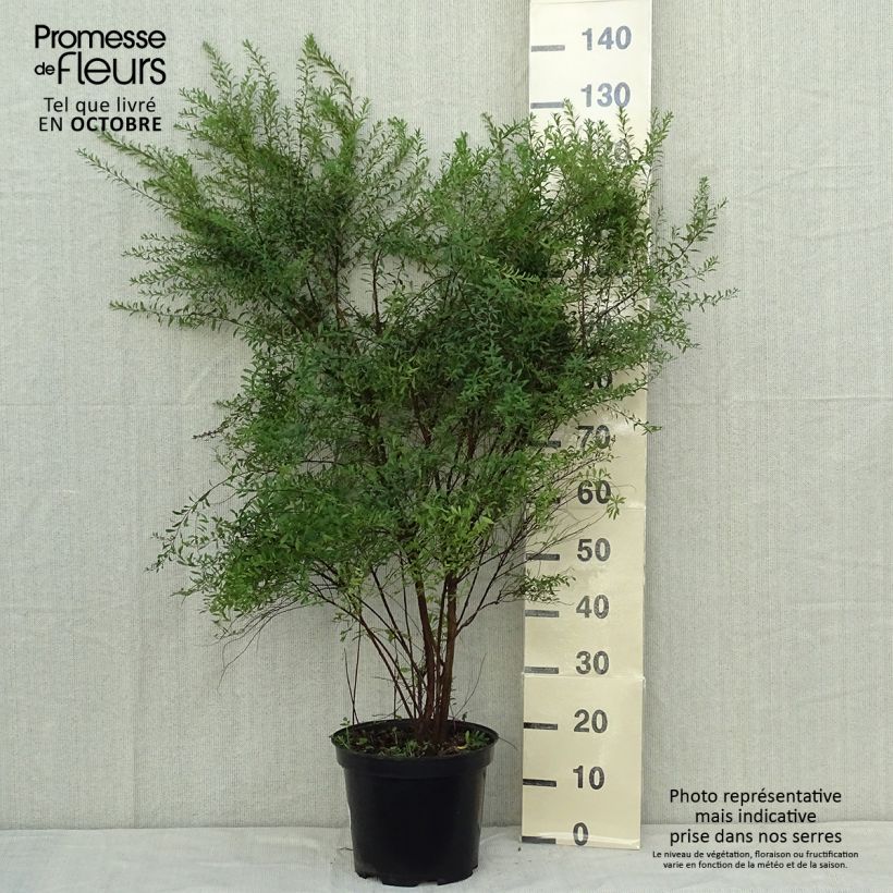 Spiraea arguta 7.5L/10L pot sample as delivered in autumn