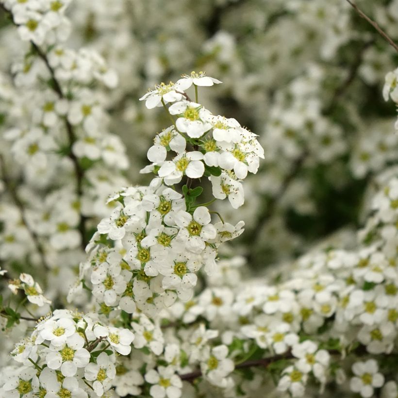 Spiraea arguta (Flowering)