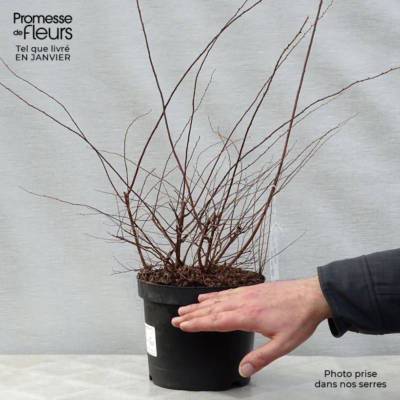 Spiraea arguta 3L/4L pot sample as delivered in winter