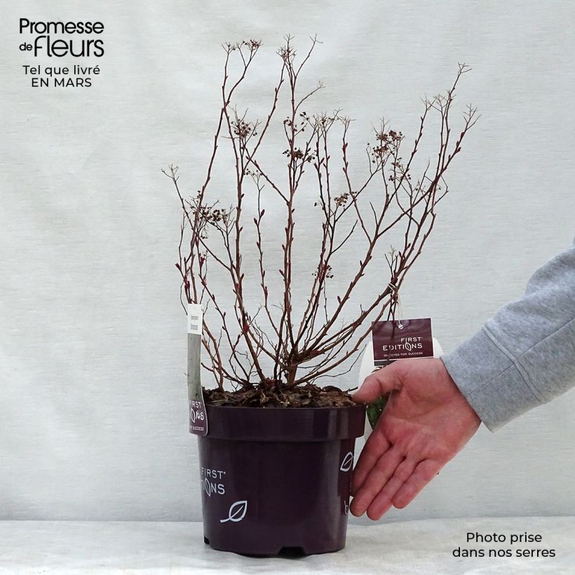 Spiraea bumalda Superstar 3L/4L pot sample as delivered in spring