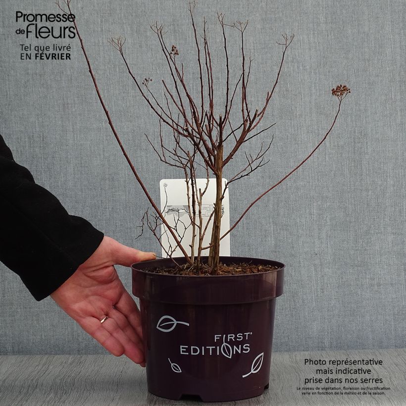 Spiraea bumalda Superstar 3L/4L pot sample as delivered in winter