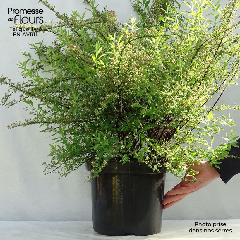 Spiraea cinerea Graciosa 7.5L/10L pot sample as delivered in spring