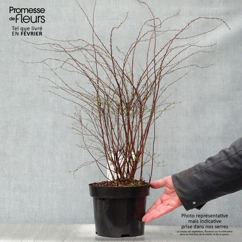 Spiraea cinerea Grefsheim 3L/4L pot sample as delivered in winter
