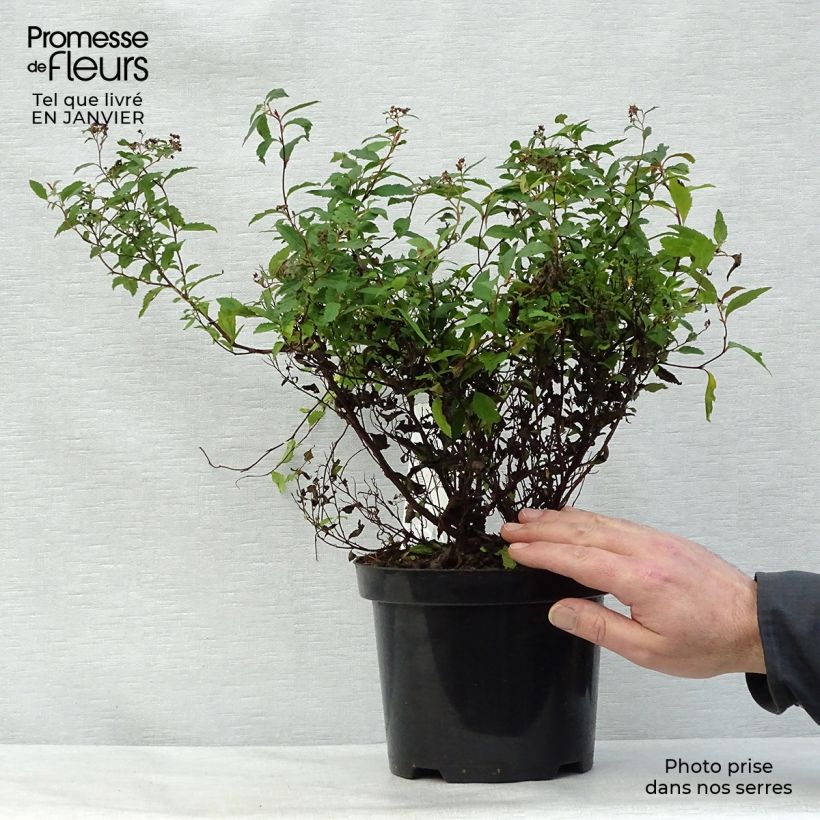 Spiraea japonica Anthony Waterer 3L/4L pot sample as delivered in winter