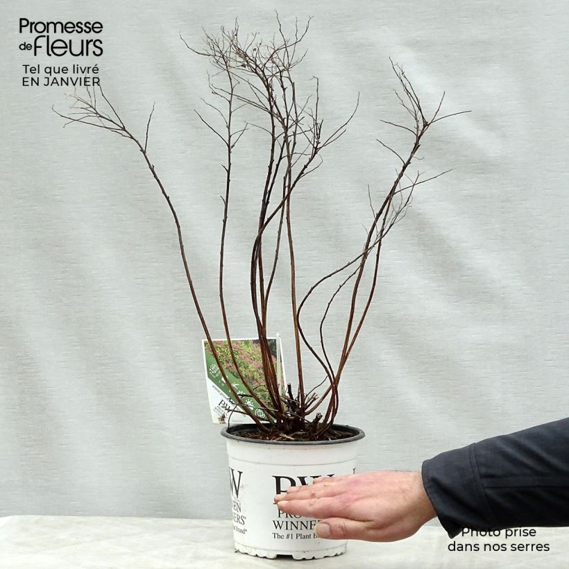 Spiraea japonica Double Play Gold 2L/3L pot sample as delivered in winter