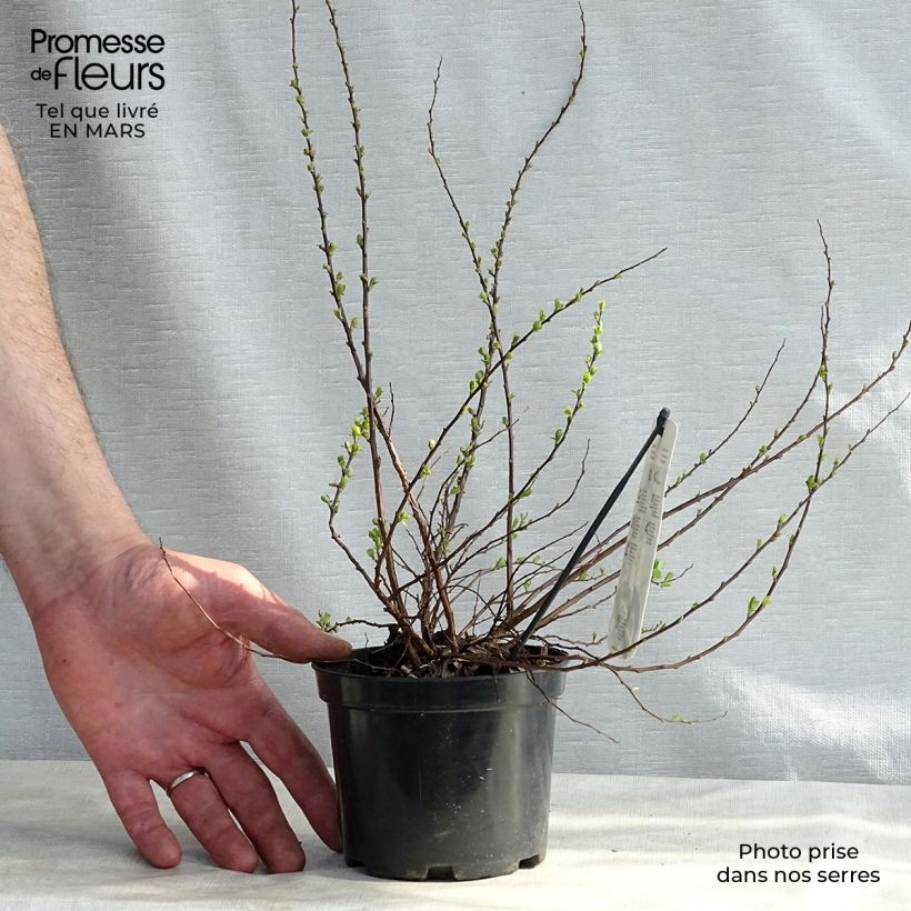 Spiraea nipponica Snowmound 1L/1.5L pot sample as delivered in winter