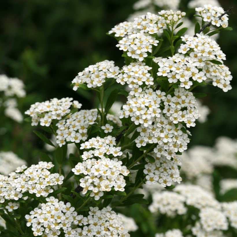 Spiraea nipponica Wedding Cake® (Flowering)