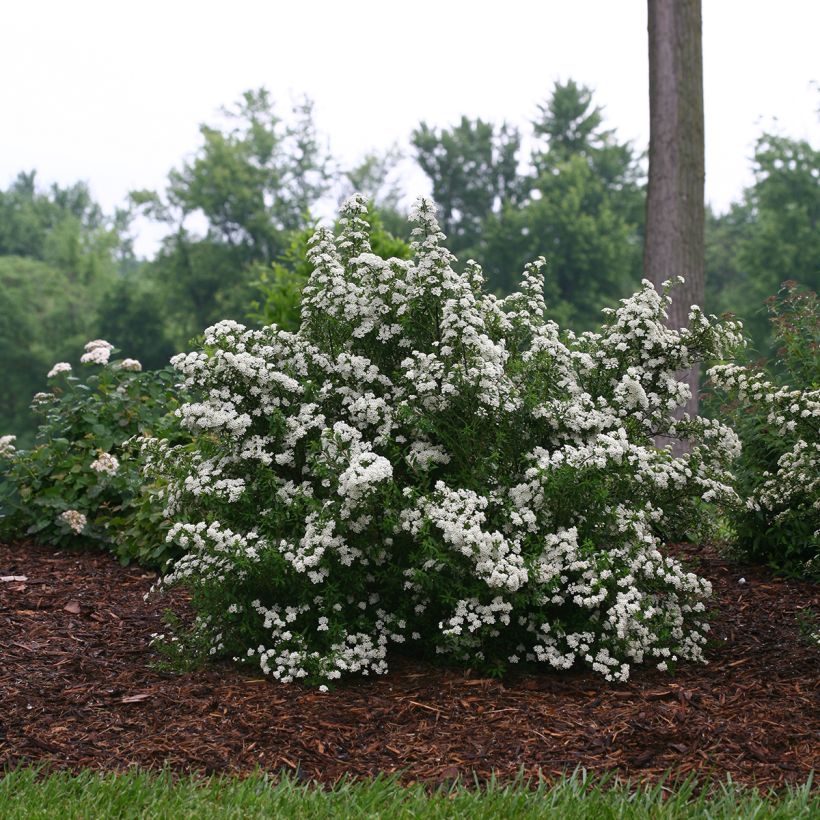 Spiraea nipponica Wedding Cake® (Plant habit)