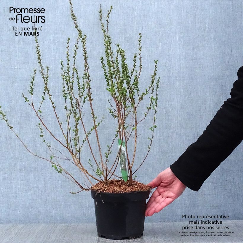 Spiraea prunifolia Plena 2L/3L pot sample as delivered in winter