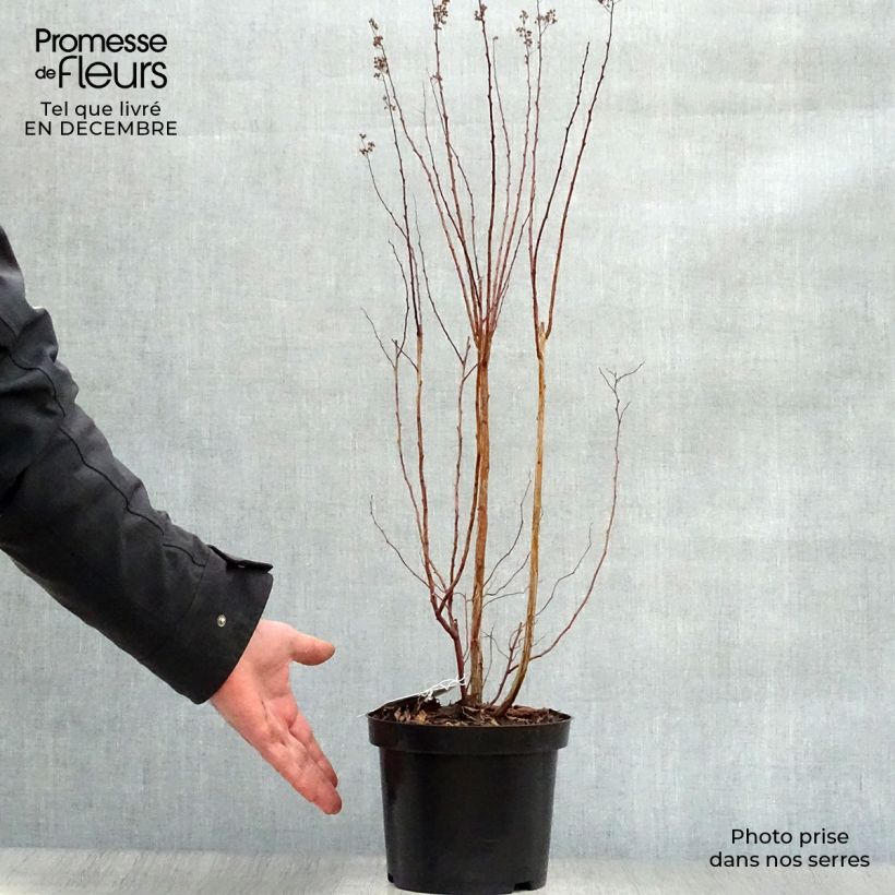 Spiraea prunifolia 2L/3L pot sample as delivered in winter