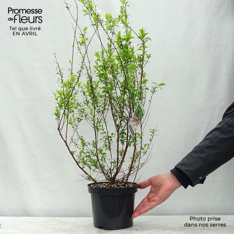 Spiraea thunbergii Fujino Pink 3L/4L pot sample as delivered in spring