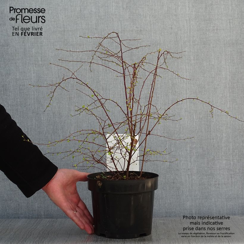 Spiraea (x) vanhouttei Gold Fountain 3L/4L pot sample as delivered in winter