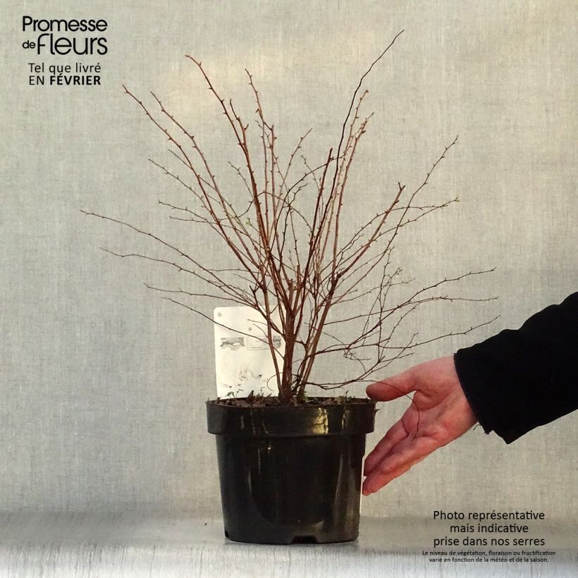 Spiraea x vanhouttei 2L/3L pot sample as delivered in winter