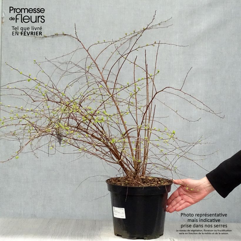 Spiraea x vanhouttei 6L/7L pot sample as delivered in winter