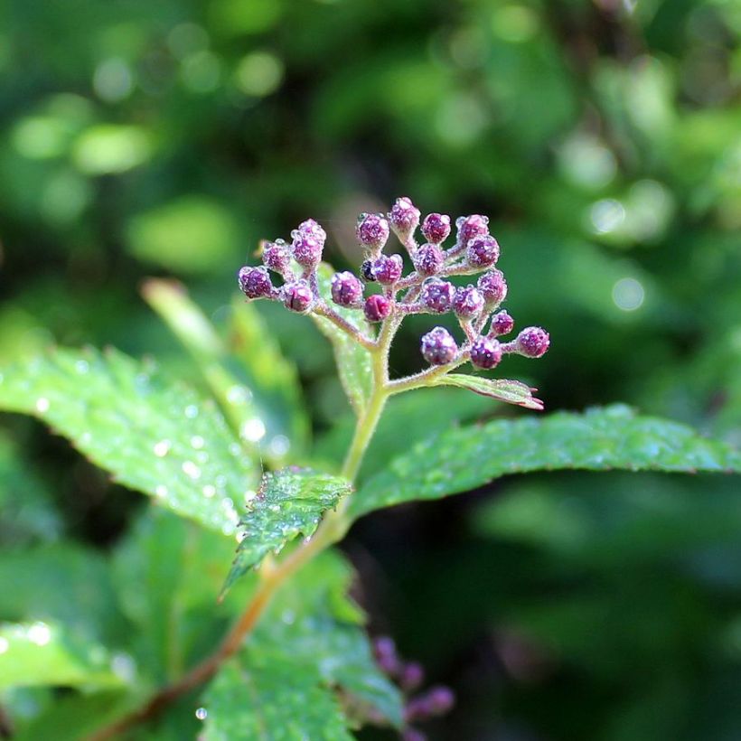 Spiraea japonica Darts Red (Flowering)