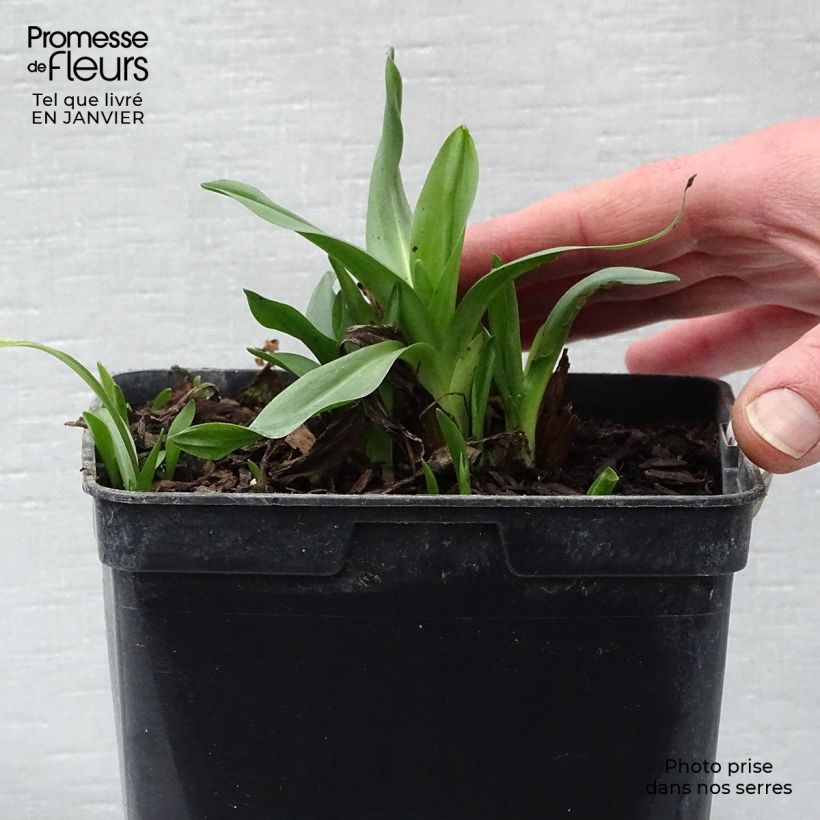 Spiranthes Cernua var odorata - Chadds Ford 2L/3L pot sample as delivered in winter