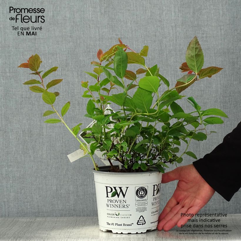 Spiraea japonica Double Play Kazoo 2L/3L pot sample as delivered in spring