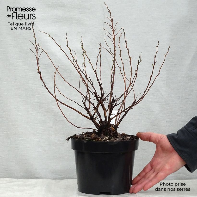 Spiraea betulifolia Tor 3L/4L pot sample as delivered in spring