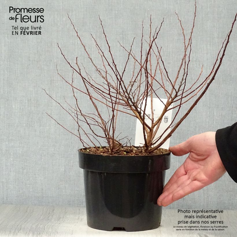 Spiraea betulifolia Tor Gold 3L/4L pot sample as delivered in winter