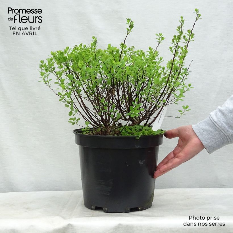 Spiraea betulifolia Tor 7.5L/10L pot sample as delivered in spring