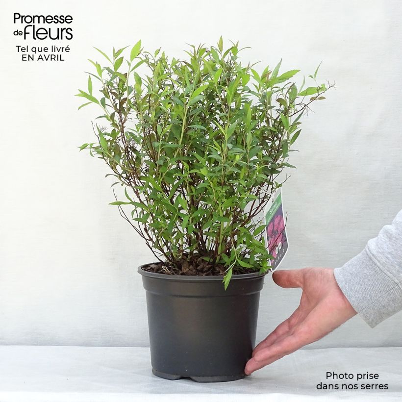 Spiraea japonica Anthony Waterer 3L/4L pot sample as delivered in spring
