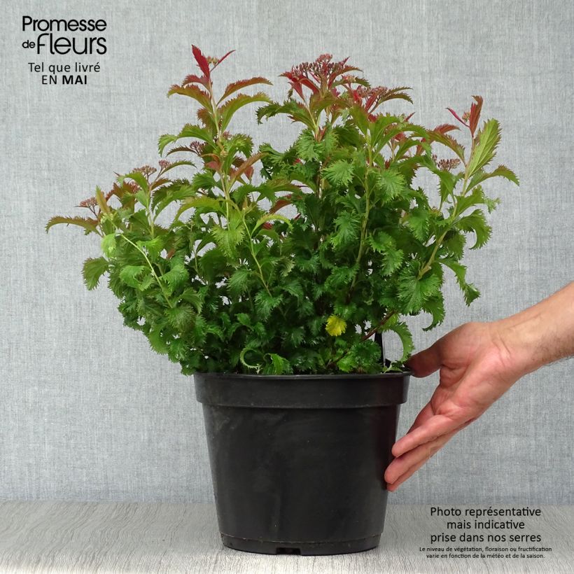 Spiraea japonica Crispa 3L/4L pot sample as delivered in spring